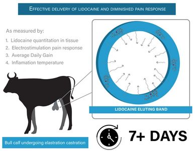 Care-Ring technology
CareRing
Care ring elastrator band CCR
Chinook Contract Research
Lidocaine elas